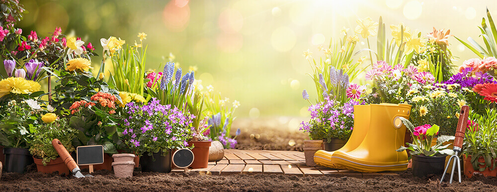 Colourful flowers in a garden